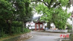 广西瑶乡“守药人”把中草药
